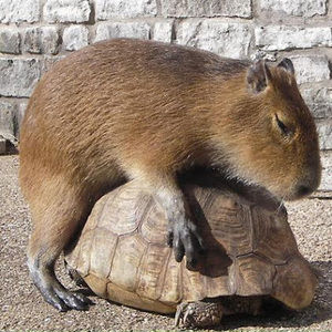 Meet your Posher, Noah